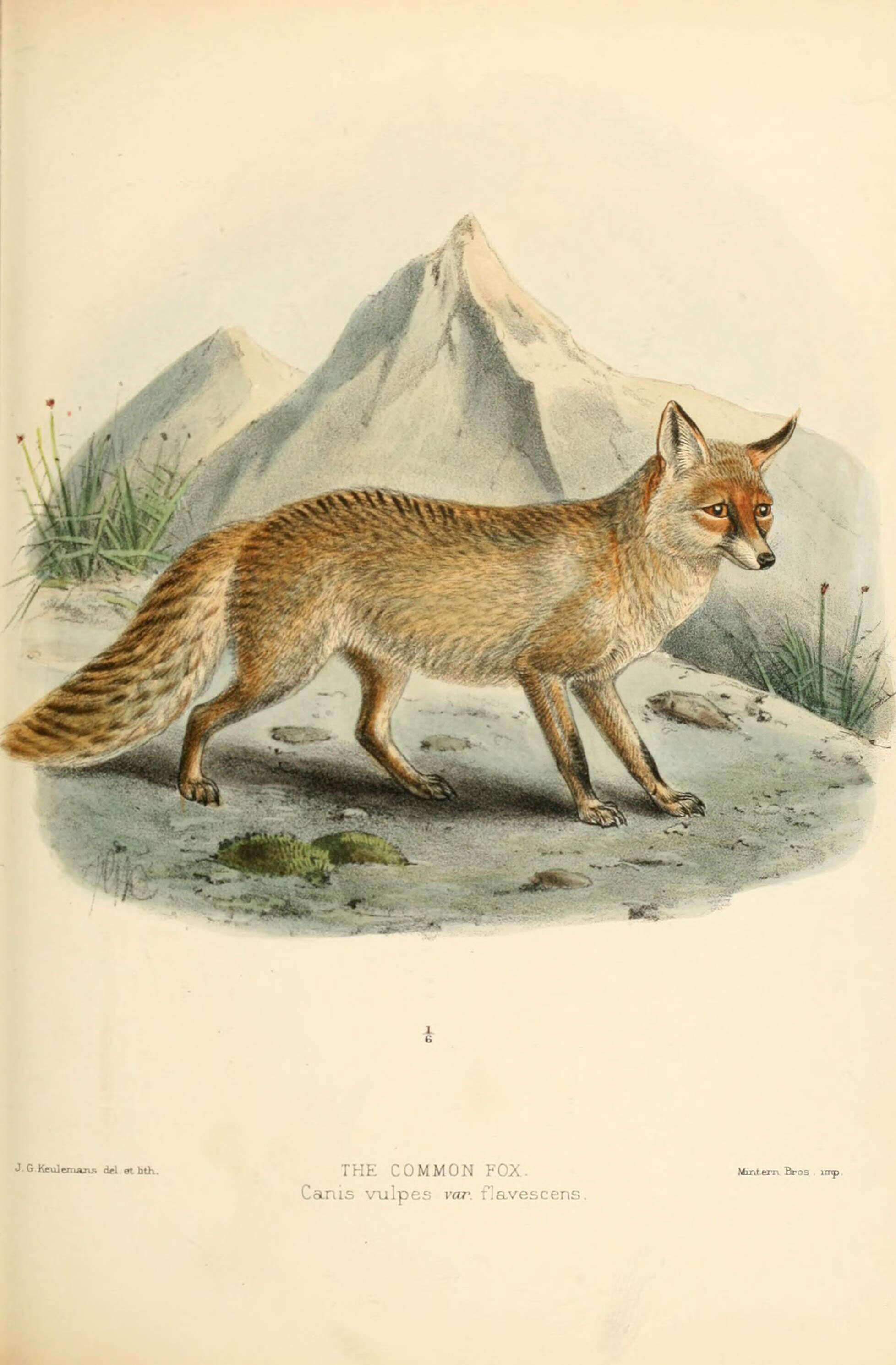 Image of Foxes