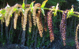 Image of Coriaria ruscifolia L.