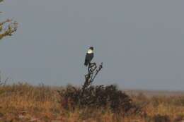 Image of White-necked Raven