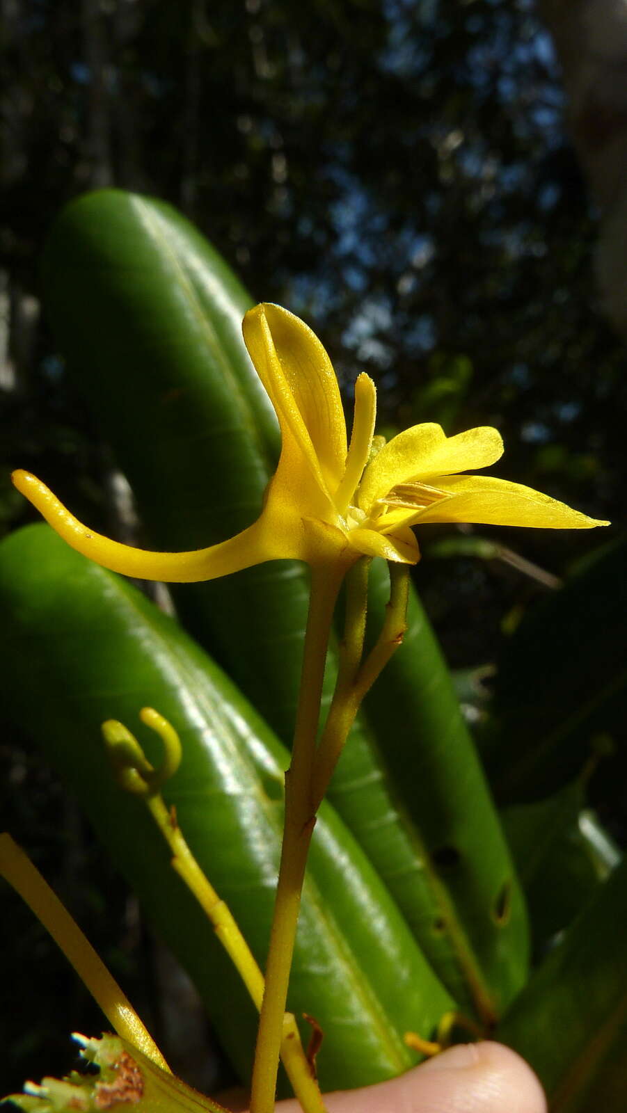 Image of Vochysia lucida C. Presl