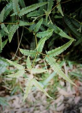 Image de Dicranopteris linearis (Burm. fil.) Underw.