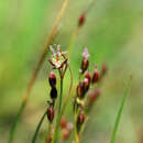 Image of black needle rush