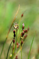 Juncus gerardii Loisel.的圖片