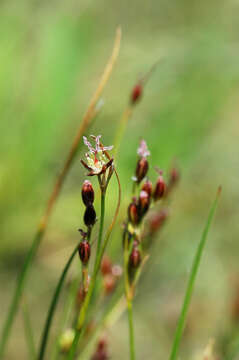 Image of black needle rush