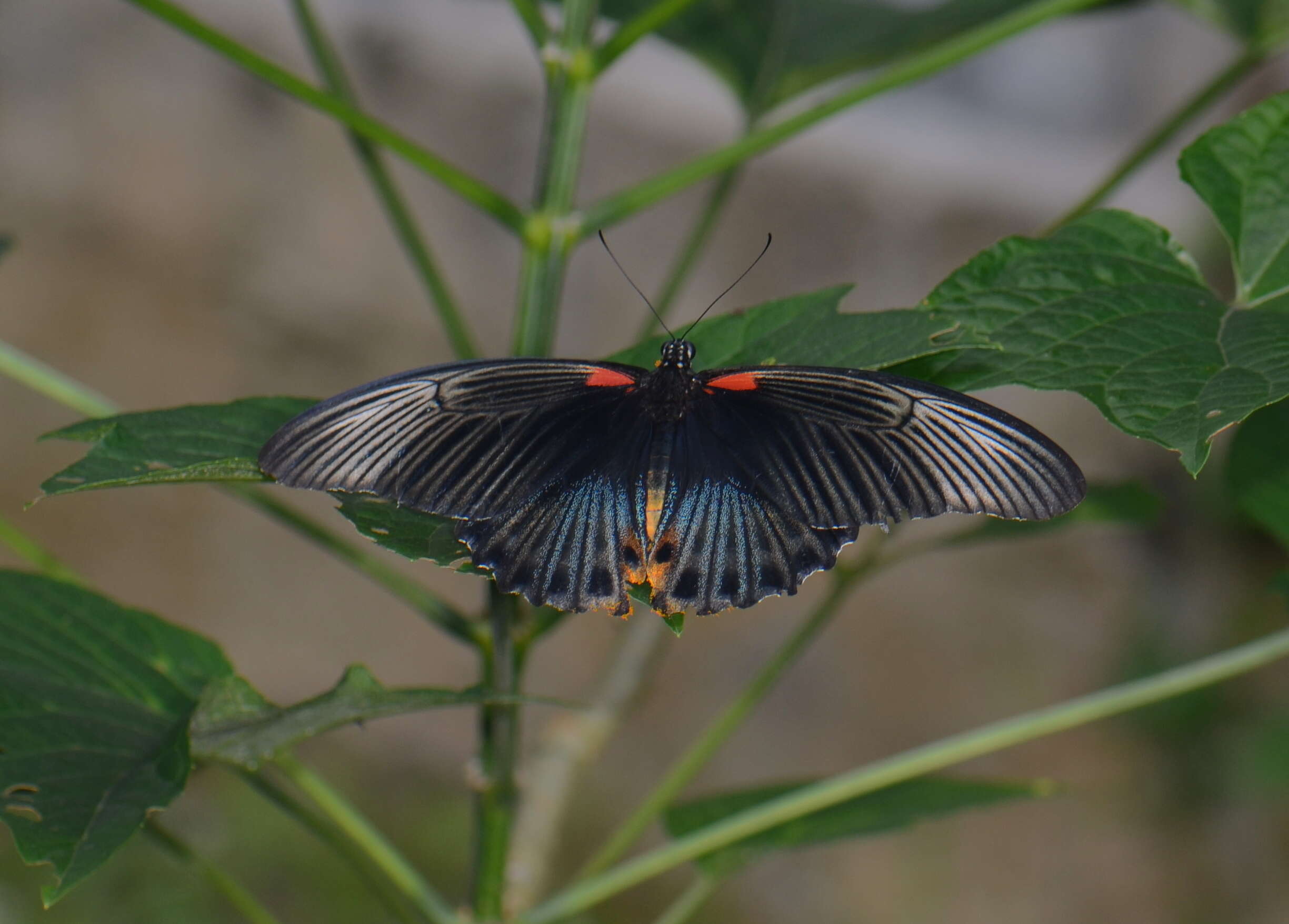 Image of Papilioninae