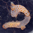 Image of Red spotted fat white slug