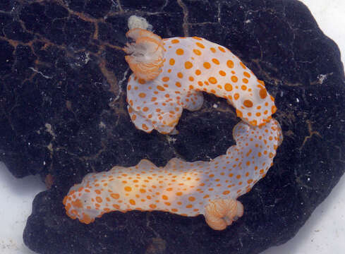 Image of Red spotted fat white slug