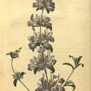 Image of Stachys arenaria Vahl