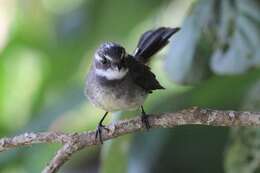 Image of Grey Fantail