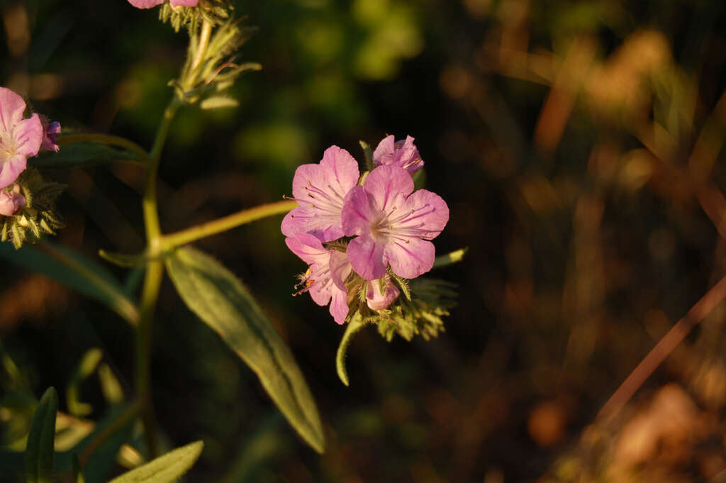 Sivun Phacelia linearis (Pursh) Holz. kuva