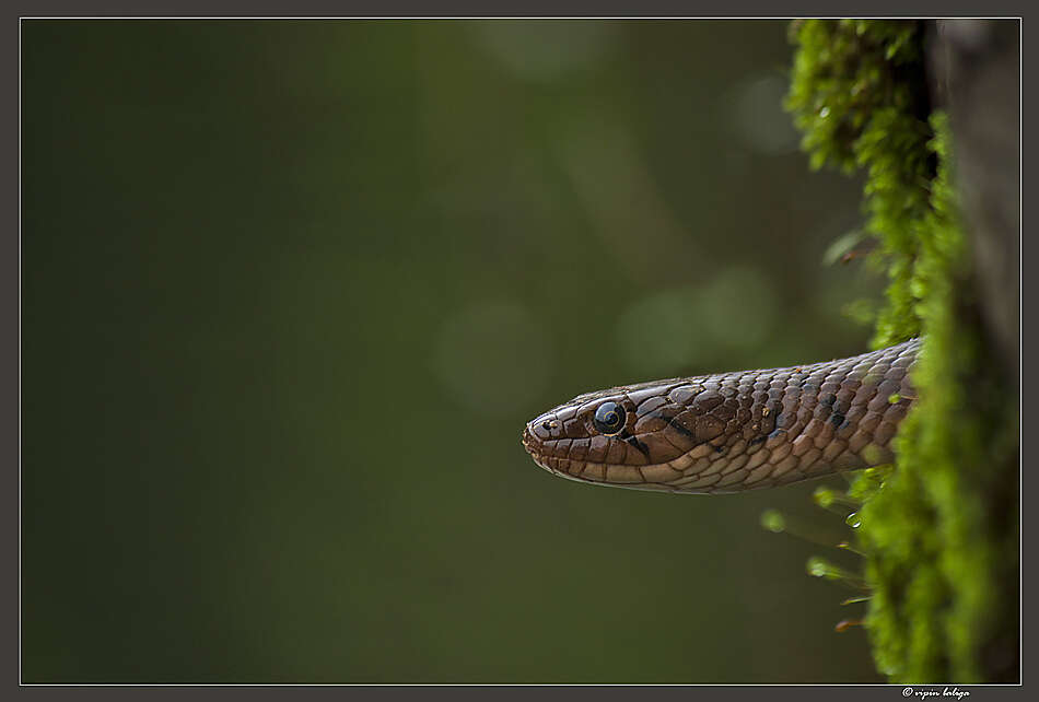 Image of Checkered Keelback Snake