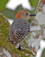 Image of Red-crowned Woodpecker