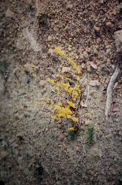 Image of Hibbertia hemignosta (Steud.) J. R. Wheeler