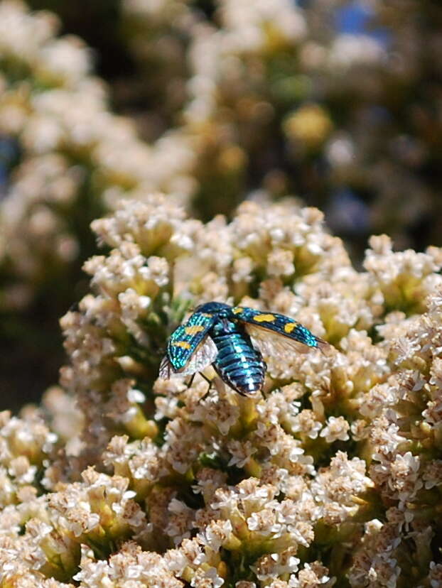 Image de Ozothamnus hookeri Sond.