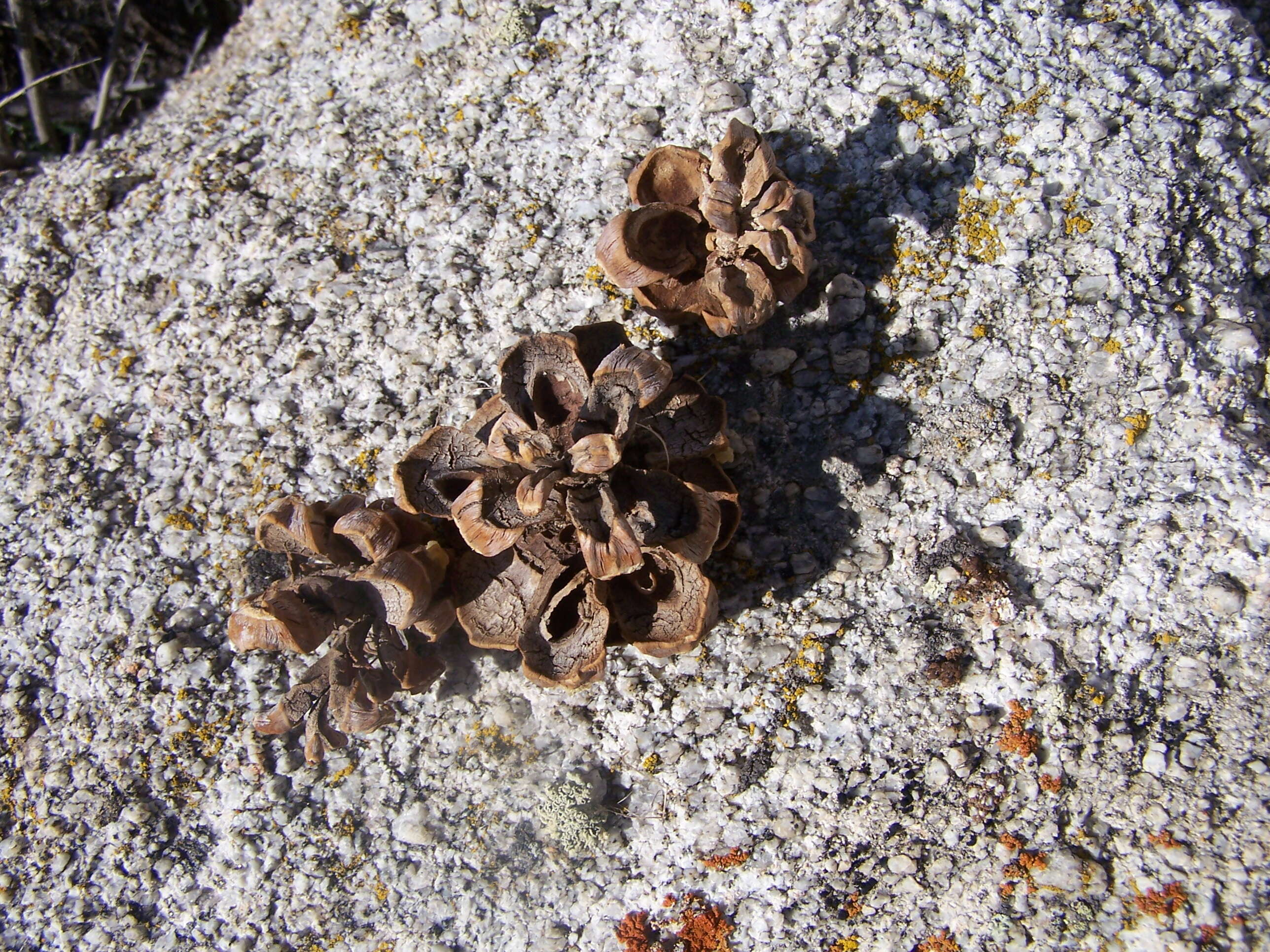 Image of singleleaf pinyon