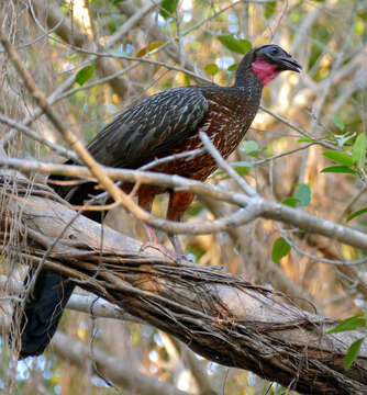 Image of Chestnut-bellied Guan