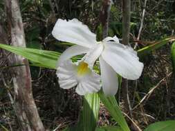 Image of Sobralia liliastrum Lindl.