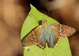 Image of Long-tailed Skipper