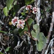 Image of Begonia grisea A. DC.