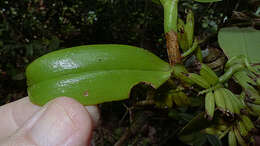 Image of Bentspur orchids