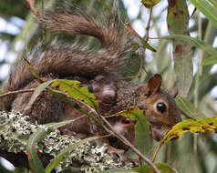 Image of Sciurus subgen. Sciurus Linnaeus 1758