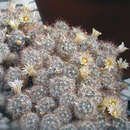 Image of Texas nipple cactus