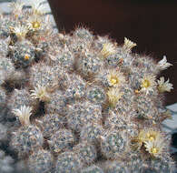 Image de Mammillaria prolifera subsp. texana (Engelm.) D. R. Hunt