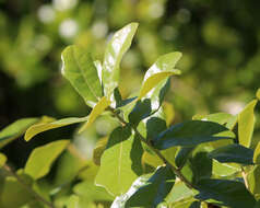 Image of Chapman Oak