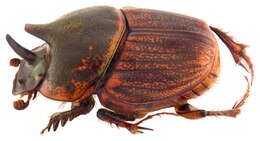 Image de Onthophagus (Serrophorus) sagittarius (Fabricius 1775)