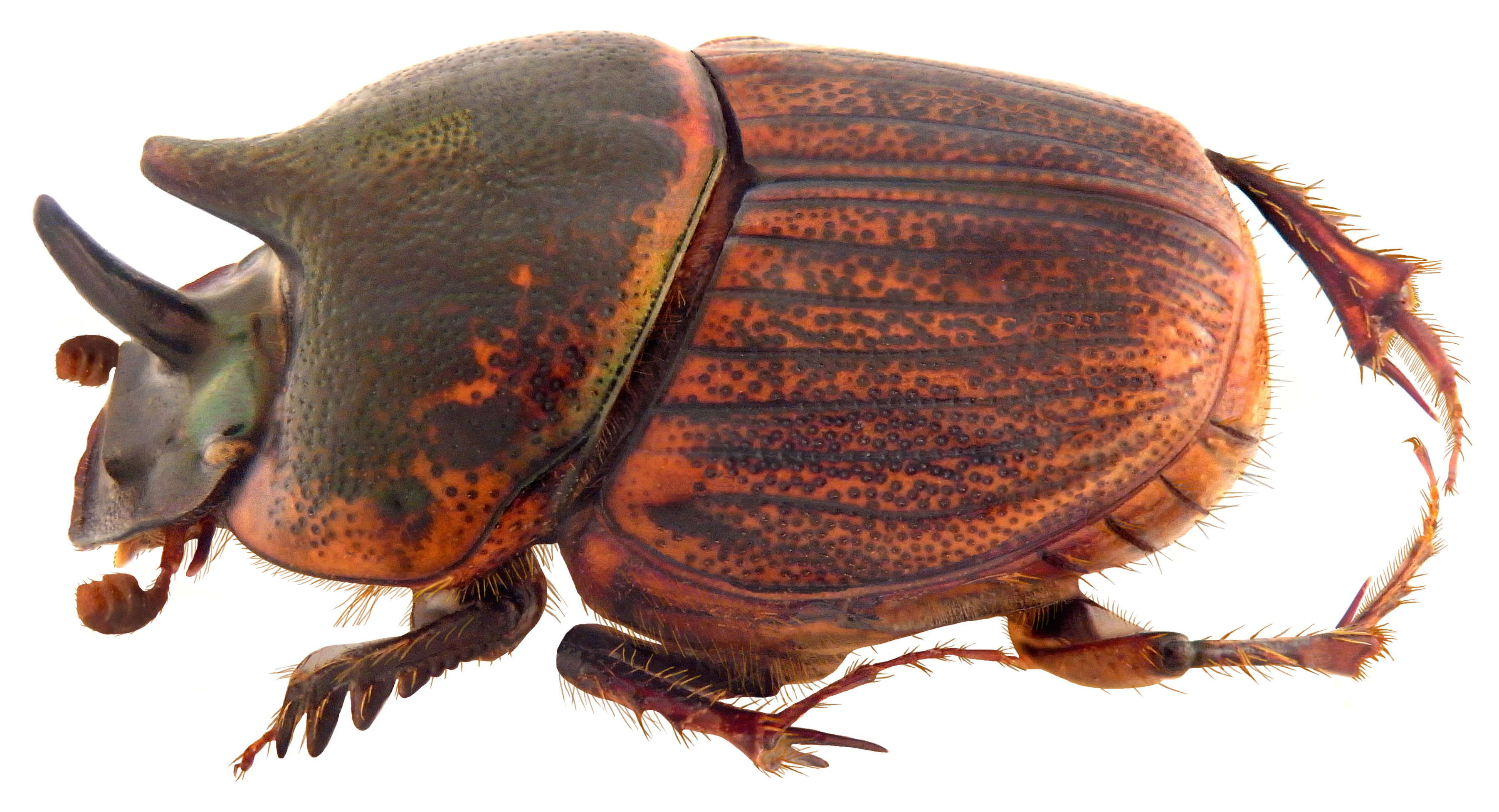 Image de Onthophagus (Serrophorus) sagittarius (Fabricius 1775)