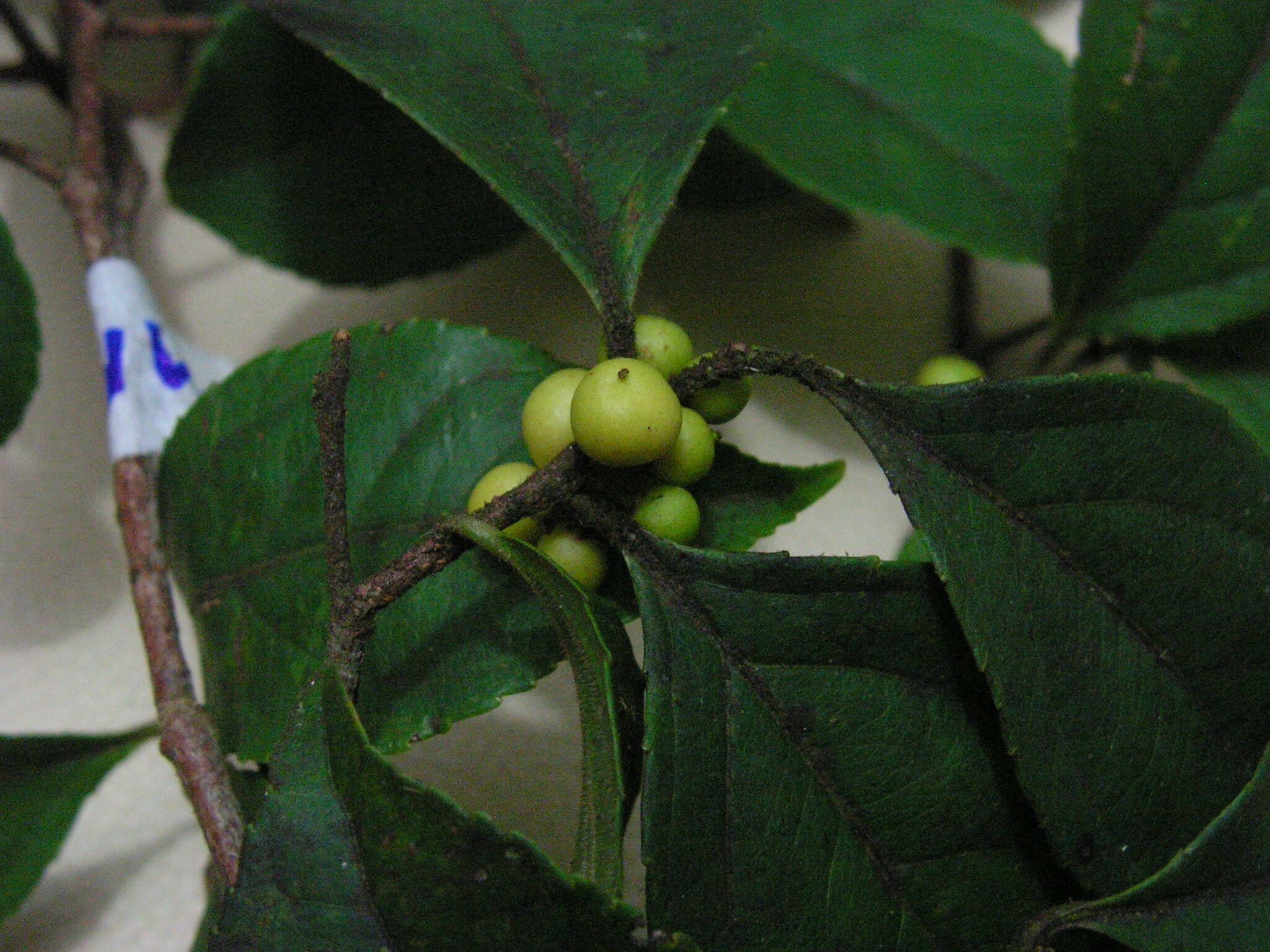 Image of Xylosma ciliatifolia