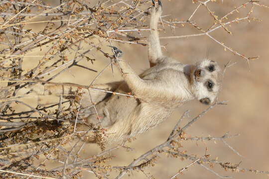 Image of Suricata Desmarest 1804