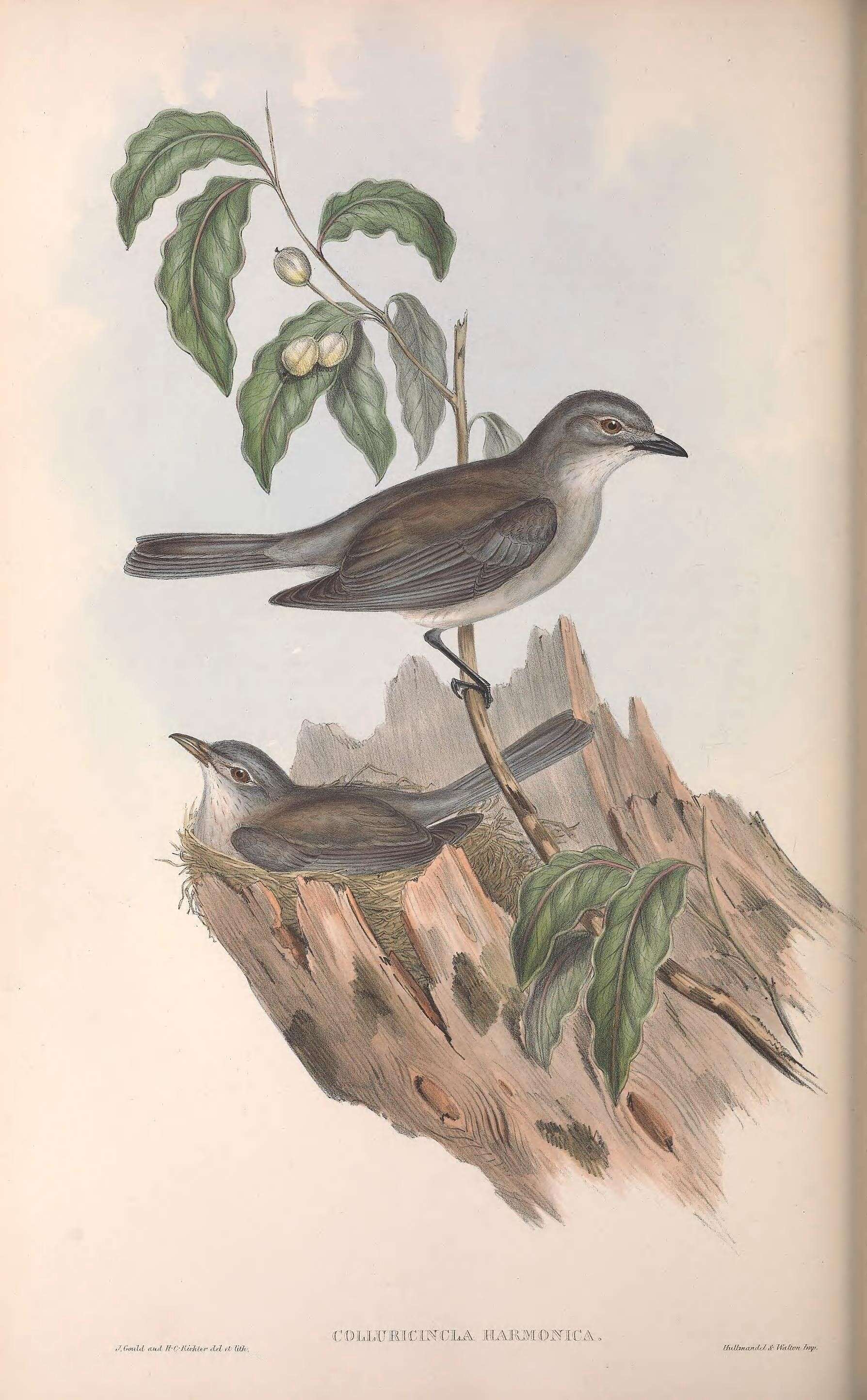 Image of Colluricincla Vigors & Horsfield 1827