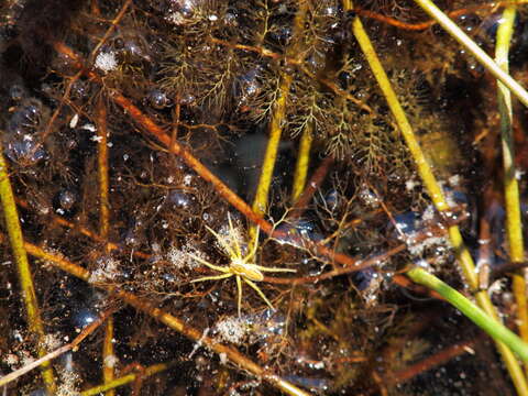 Plancia ëd Dolomedes fimbriatus (Clerck 1757)