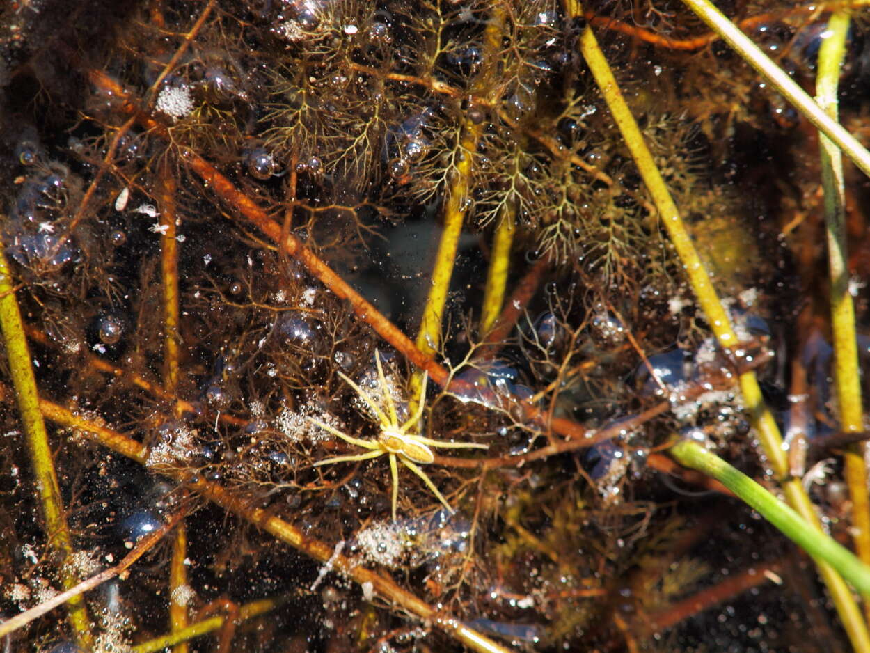 Image of Fishing Spiders