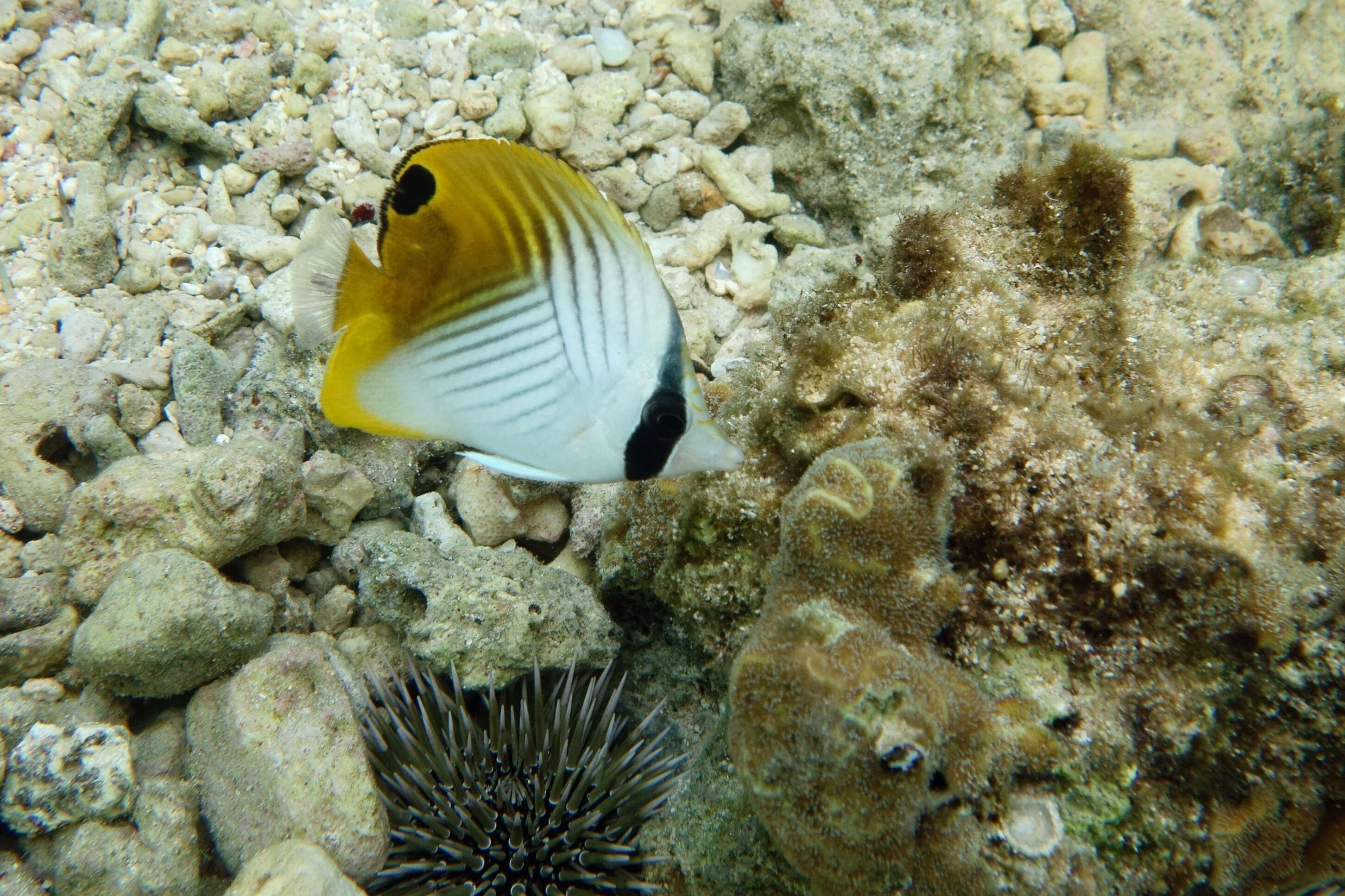 Image of Cross-stripe Butterfly