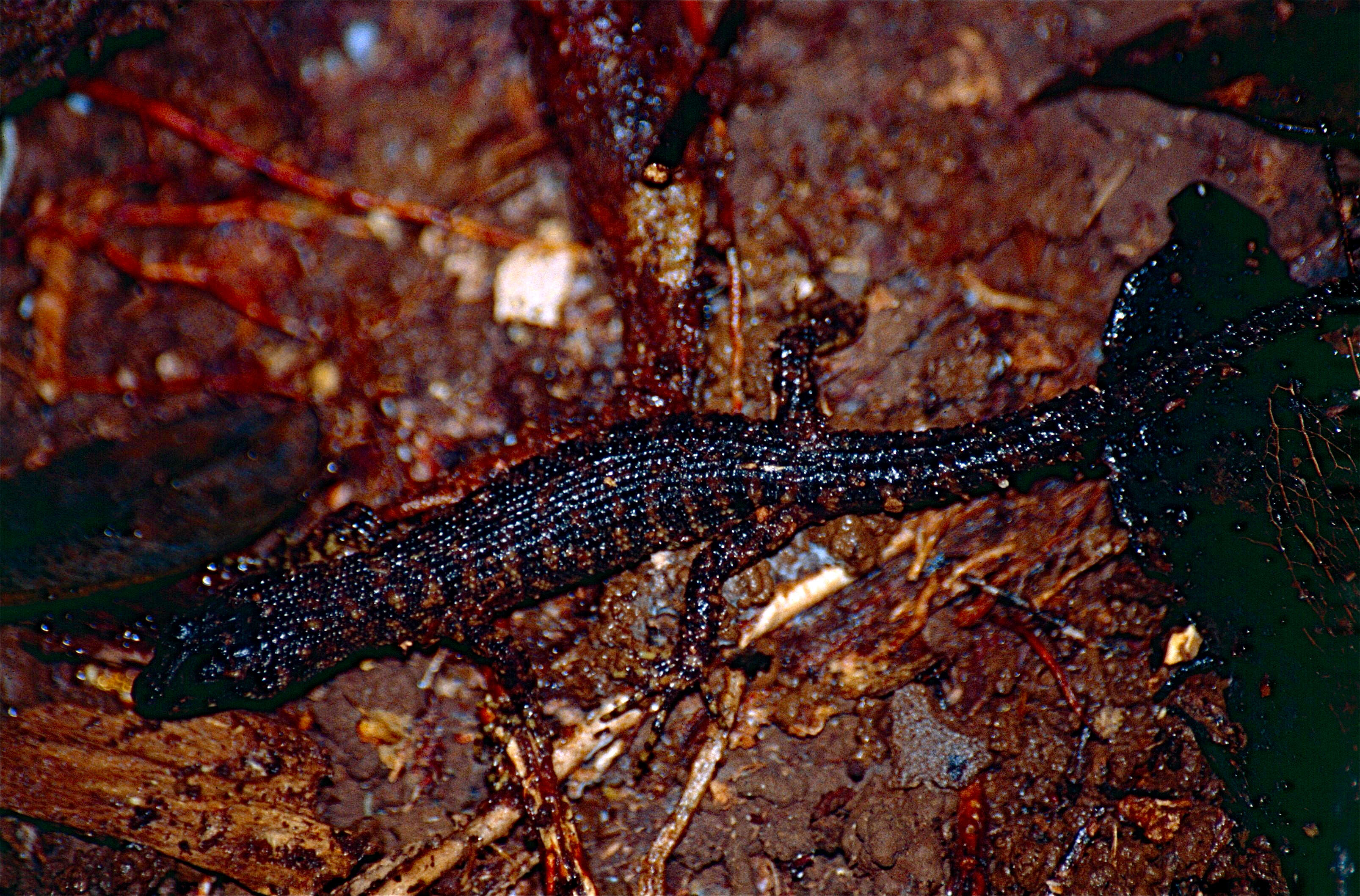 Image of Prickly Forest Skink