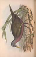Sivun Eulabeornis Gould 1844 kuva