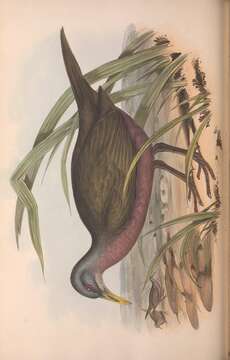 Image de Eulabeornis Gould 1844