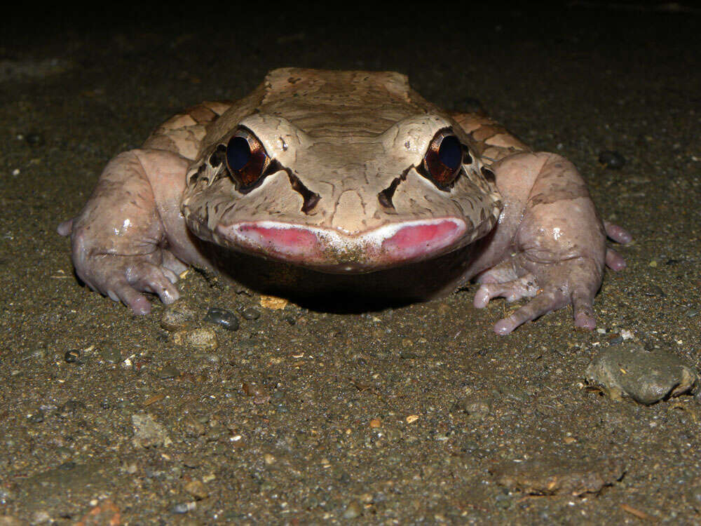 Image of Leptodactylinae Werner 1896