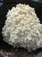 Image of tooth fungi