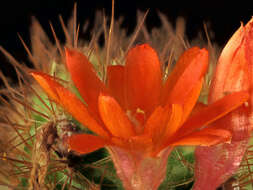 Image of Rebutia deminuta (F. A. C. Weber) Britton & Rose