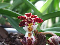 Image of Gastrochilus