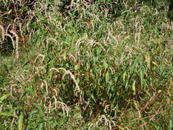 Image of Pinkweeds