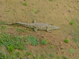 Image of crocodiles