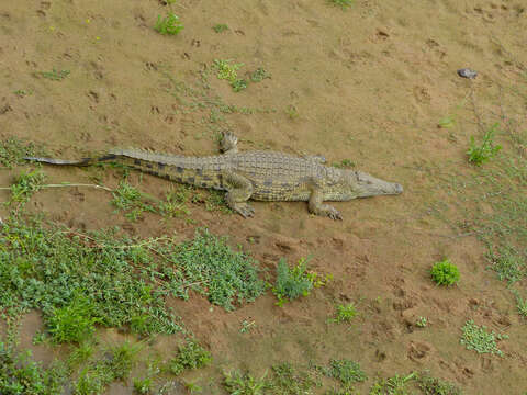 Image of Crocodylus