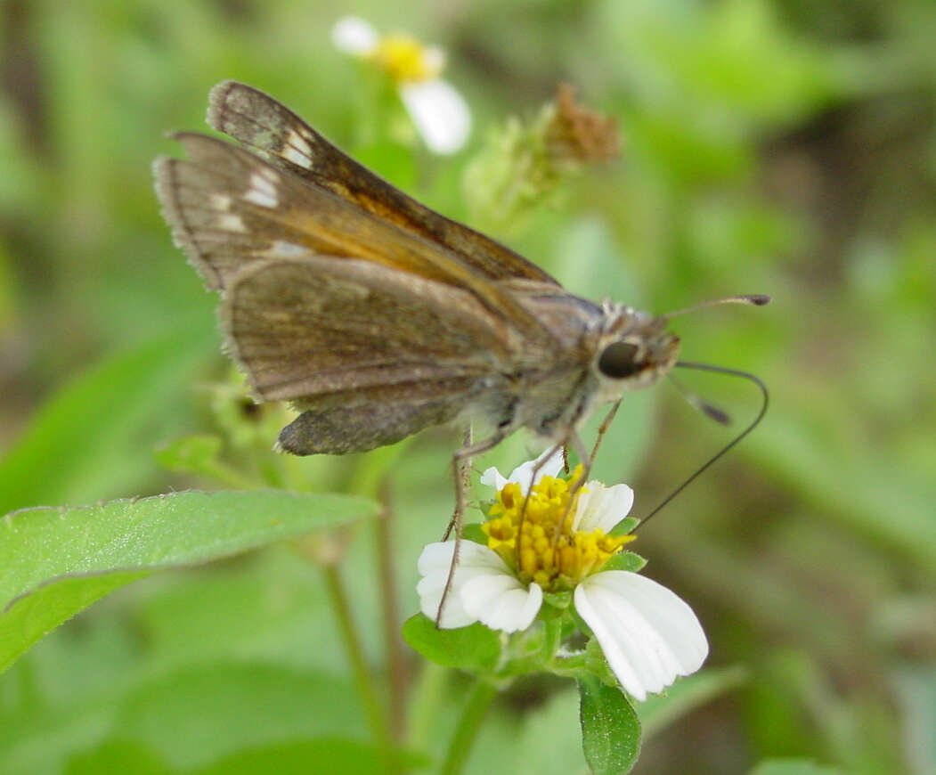 Plancia ëd Atalopedes campestris Boisduval 1852