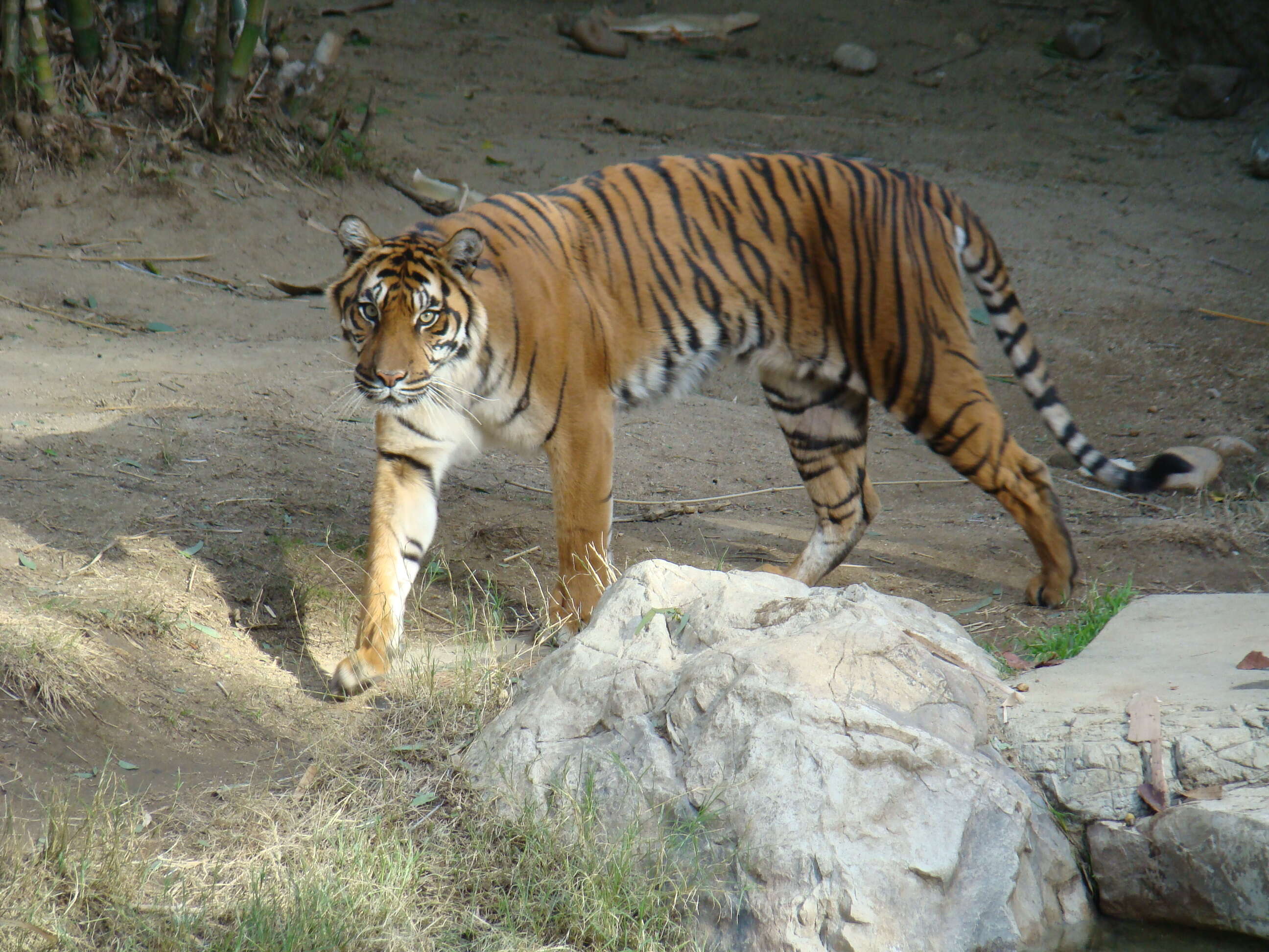 Image of Sumatran Tiger