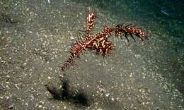 Image of Ornate ghost pipefish