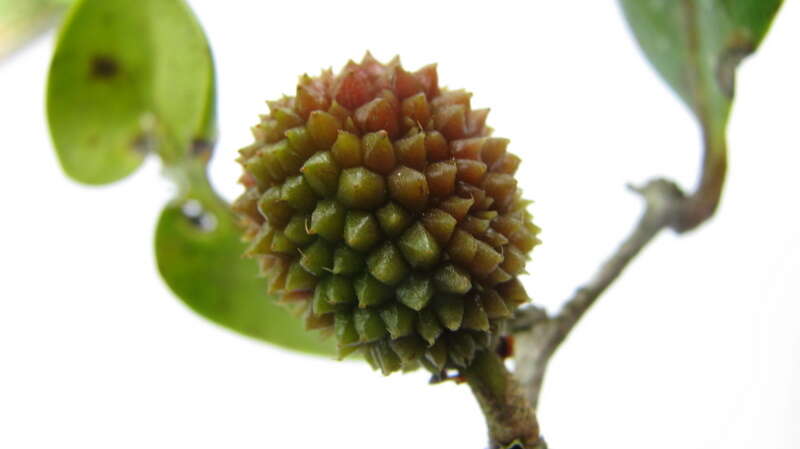 صورة Chaetocarpus echinocarpus (Baill.) Ducke